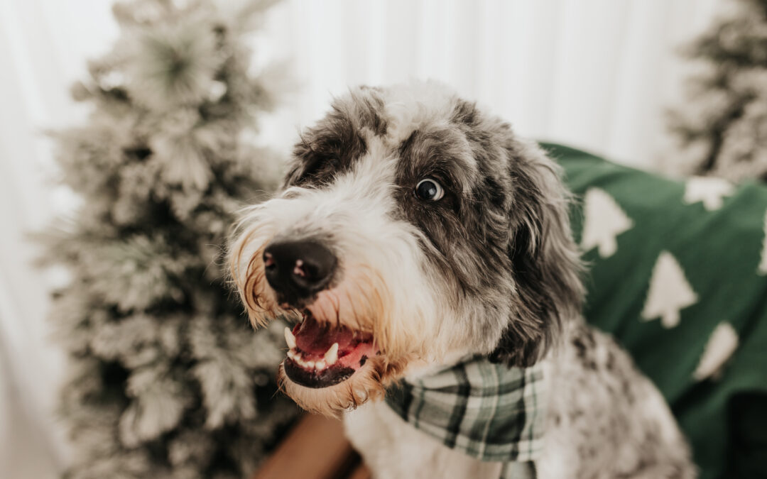 Top reasons to switch to Canadian natural pet treats for healthier dogs and cats