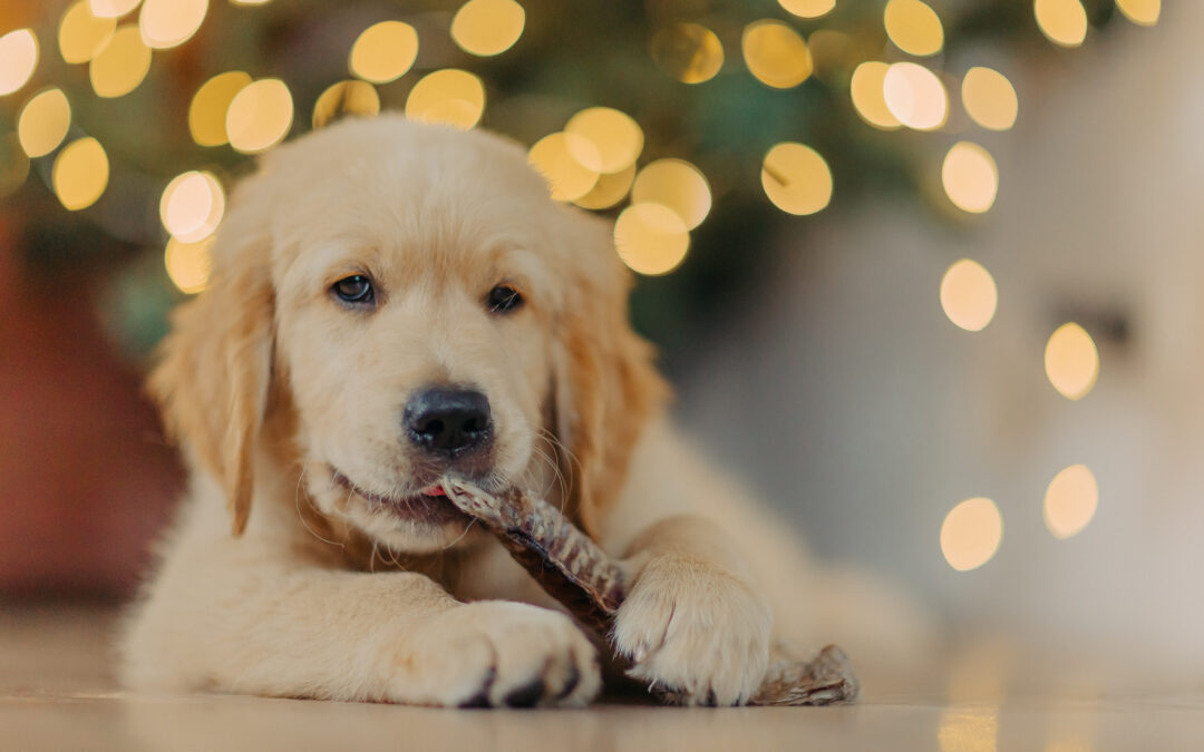 Chew on This: Long-Lasting Natural Chews for Cleaner Teeth and Happier Minds