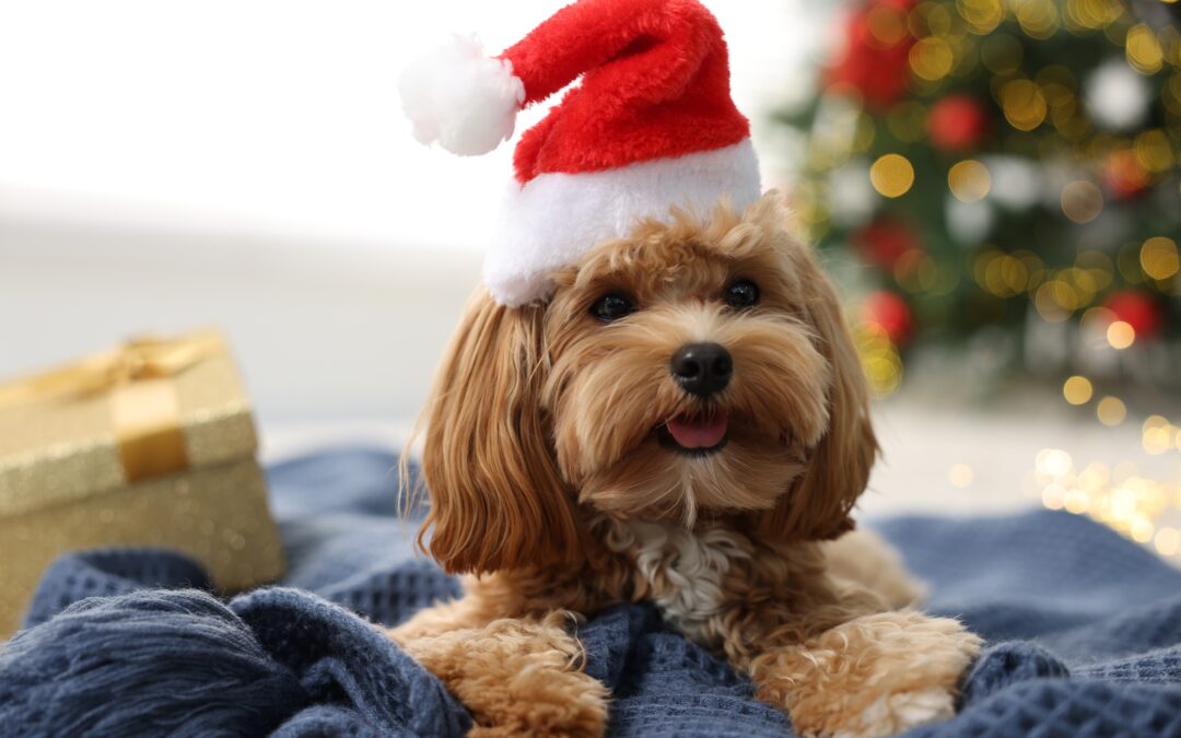 Build-Your-Own Canadian Treat Bundle: Nutrition and Convenience for Busy Pet Parents