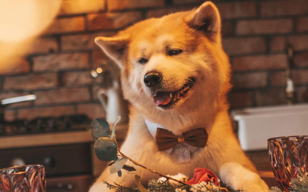 Choose Local, Treat Happy: Your Guide to High-Quality Canadian Pet Treats!