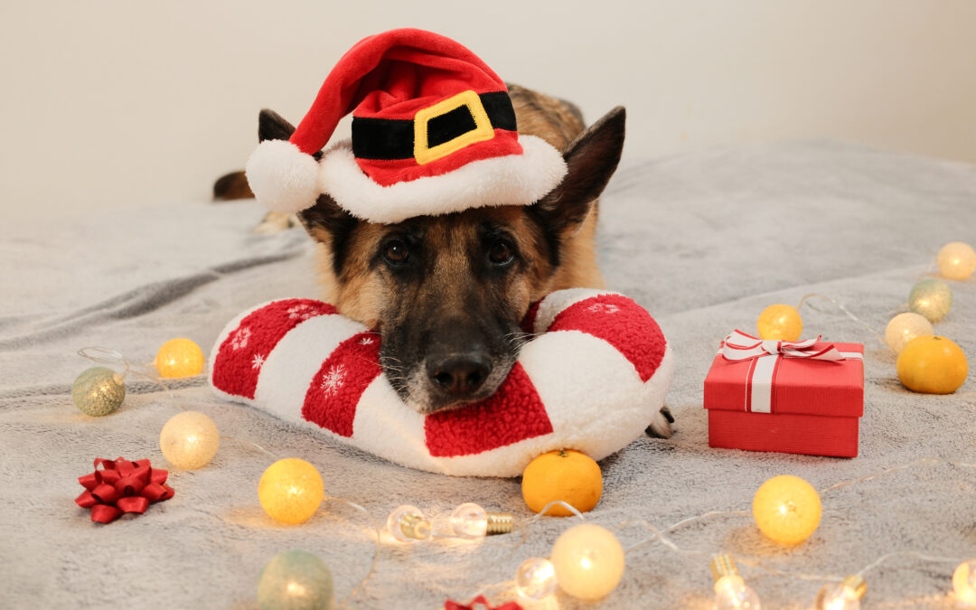 Free Delivery + Bonus Goodies = Joyful Canadian Pet Shopping!