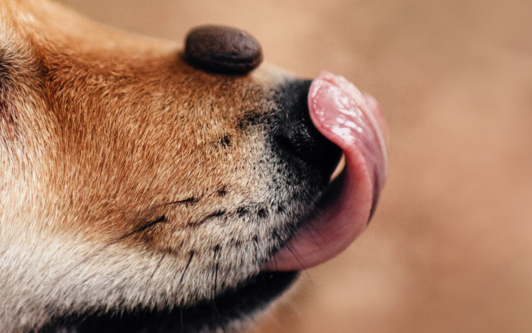 The Ultimate Guide to Natural, Grain-Free Canadian Treats for Dogs and Cats