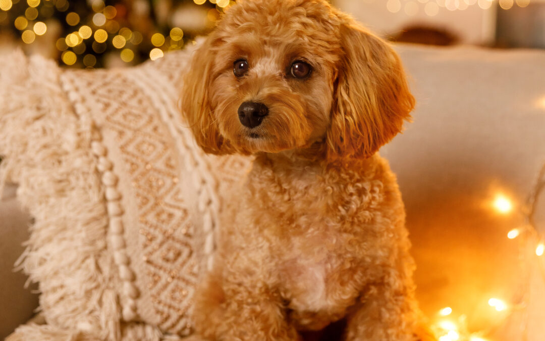 Support Local, See the Wag: The Canadian Pet Trend Making Pets Healthier and Communities Stronger