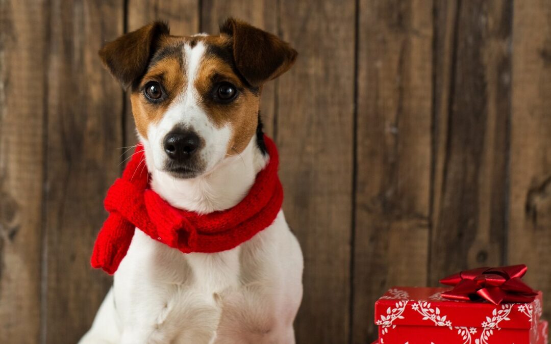 Free Delivery and Bonus Goodies: Making Canadian Pet Shopping Pawsitively Easy