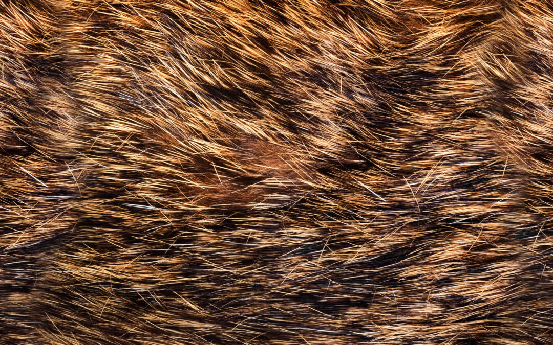 Pawsitively Local: How Buying Canadian Pet Products Boosts Communities and the Planet