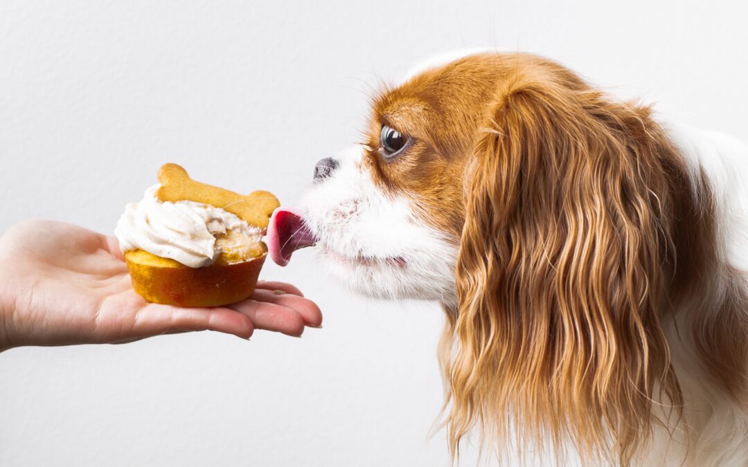 How Custom Canadian Treat Bundles Make Healthy Feeding Easy for Busy Pet Parents