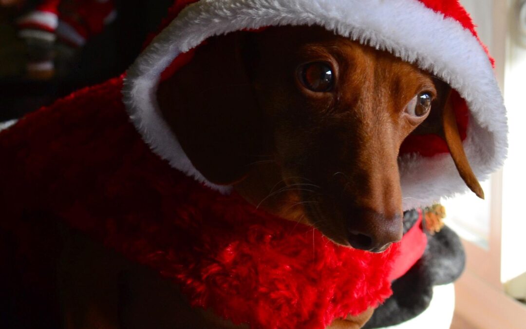 Support Local, Wag Sustainable: Why Canadian Pet Brands Are Better for Pets and the Planet