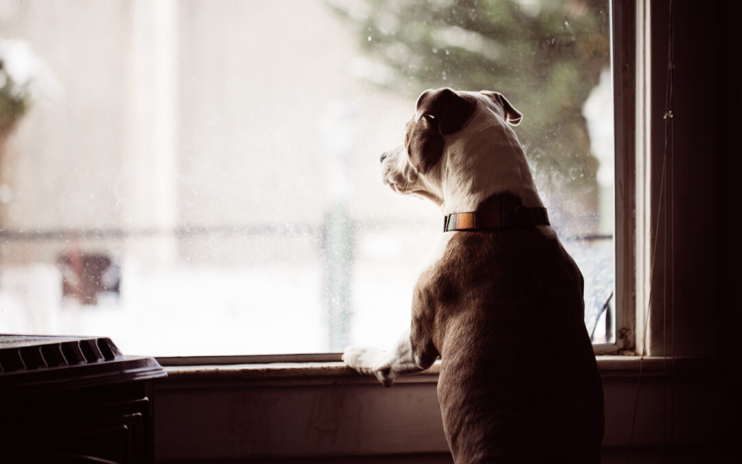 From Source to Snack: How Canadian Pet Brands Keep Every Treat Safe and Natural