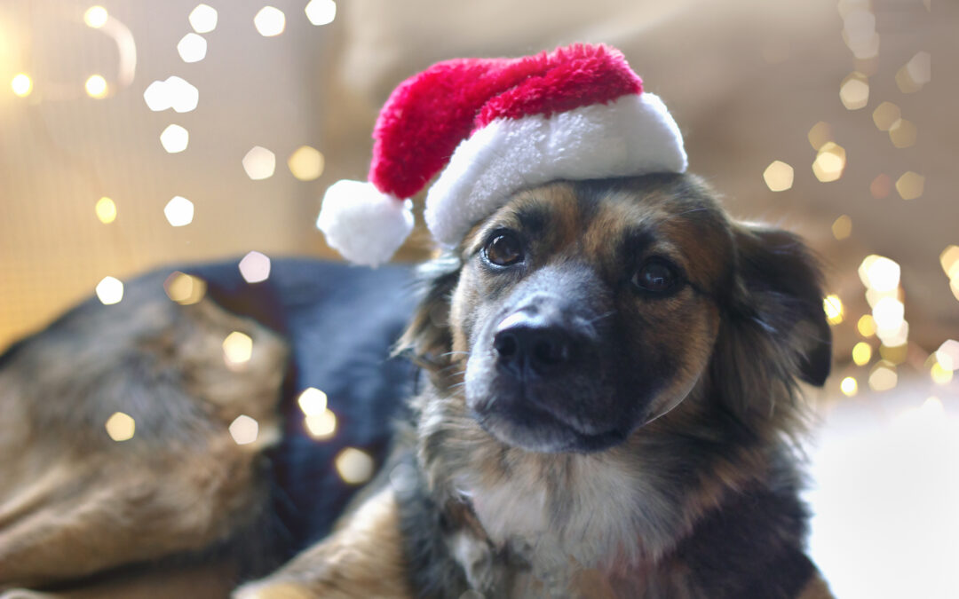 Canadian Pet Subscription Boxes: Convenience Meets Quality