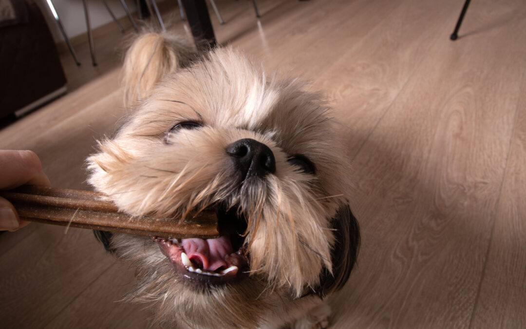 How Canadian Yak Chews Promote Dental Health and Mental Stimulation in Dogs