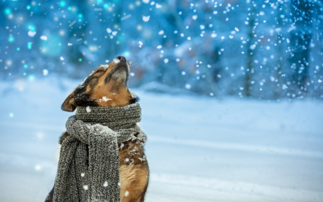 Hooked on Health: Why Grain-Free, Canadian-Made Salmon Treats Are Perfect for Your Pet’s Diet