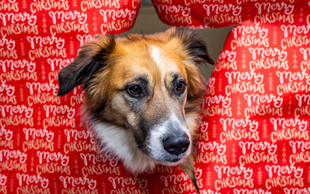 Choosing the Right Natural Canadian Pet Treats: A Guide for Health-Conscious Pet Owners