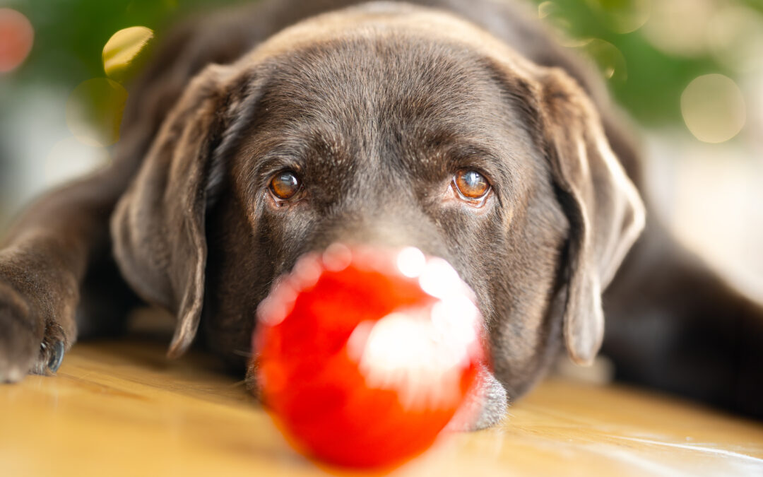 Bulk Beef Liver Treats: The Nutrient-Packed Canadian Choice Dogs Love