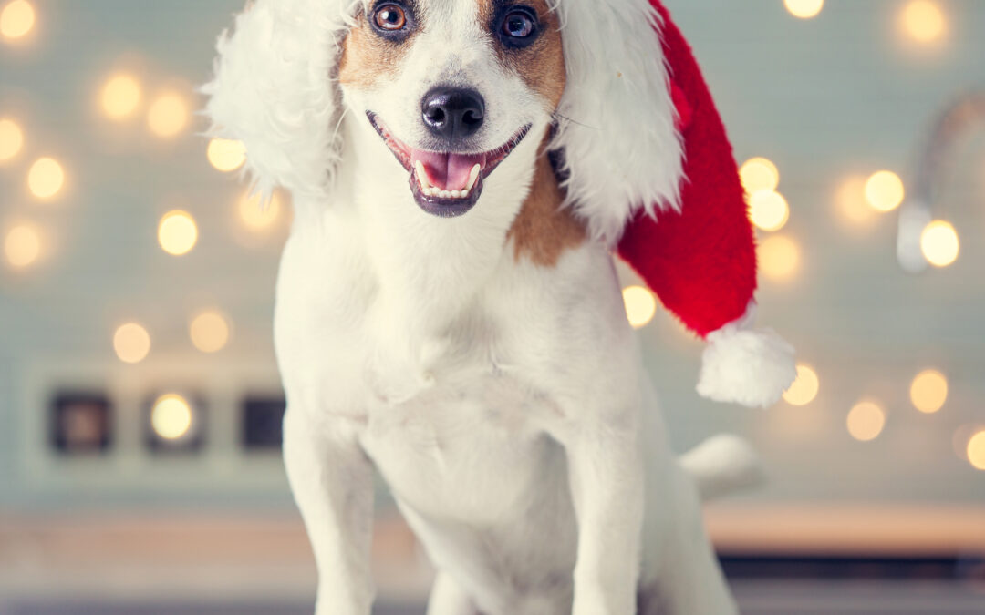 Keep It Simple, Keep It Canadian: Why Single-Ingredient Treats Are a Smart Choice!