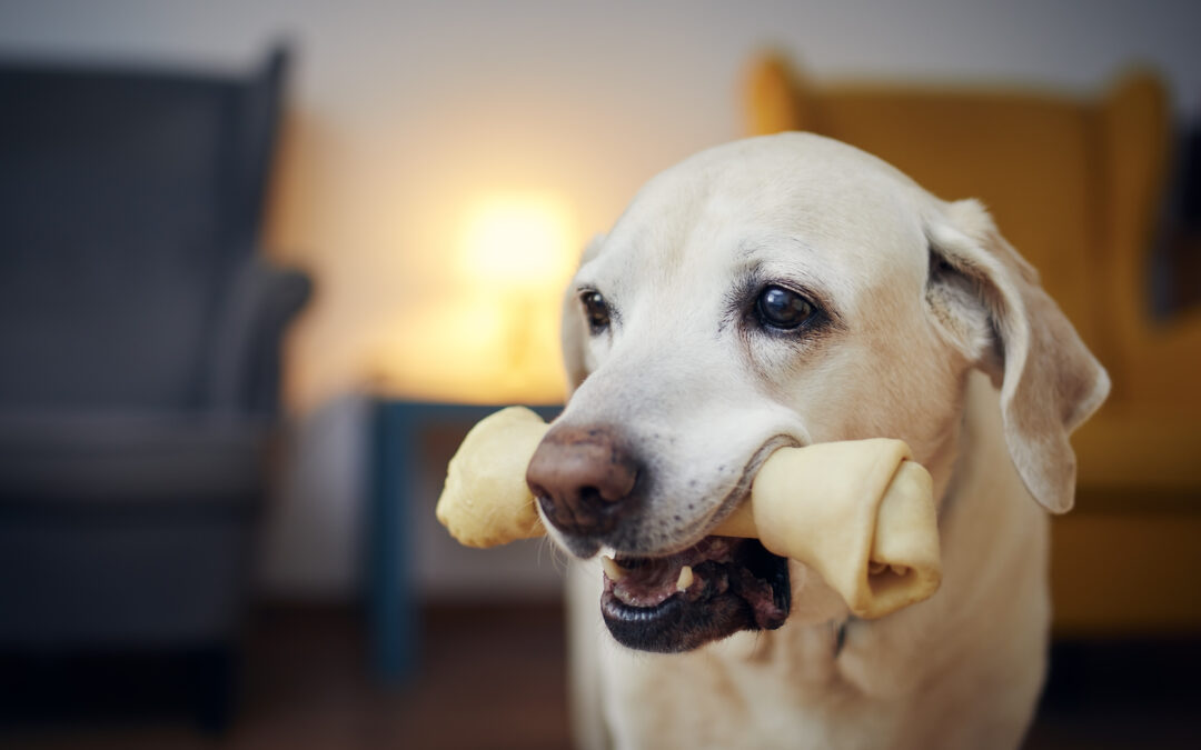 Canada’s Guide to Long-Lasting Dog Chews: Safe, Natural, and Built to Last