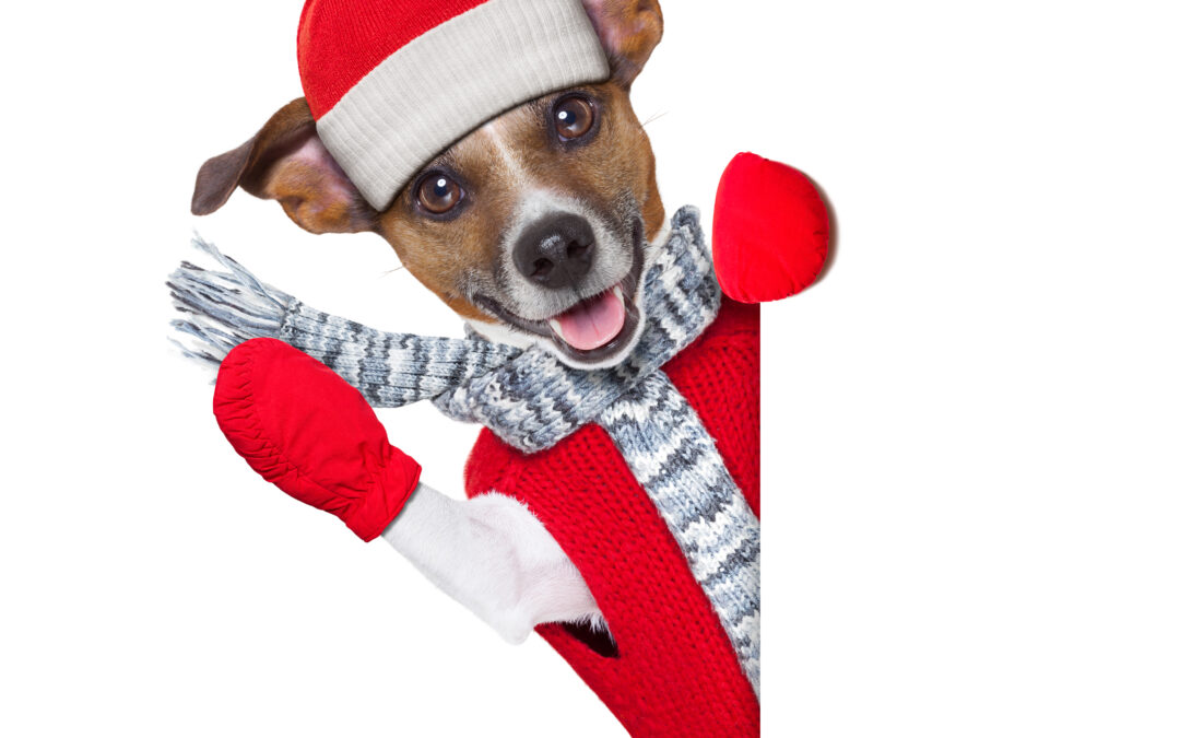 Why Canadian Pet Brands Mean Quality and Peace of Mind