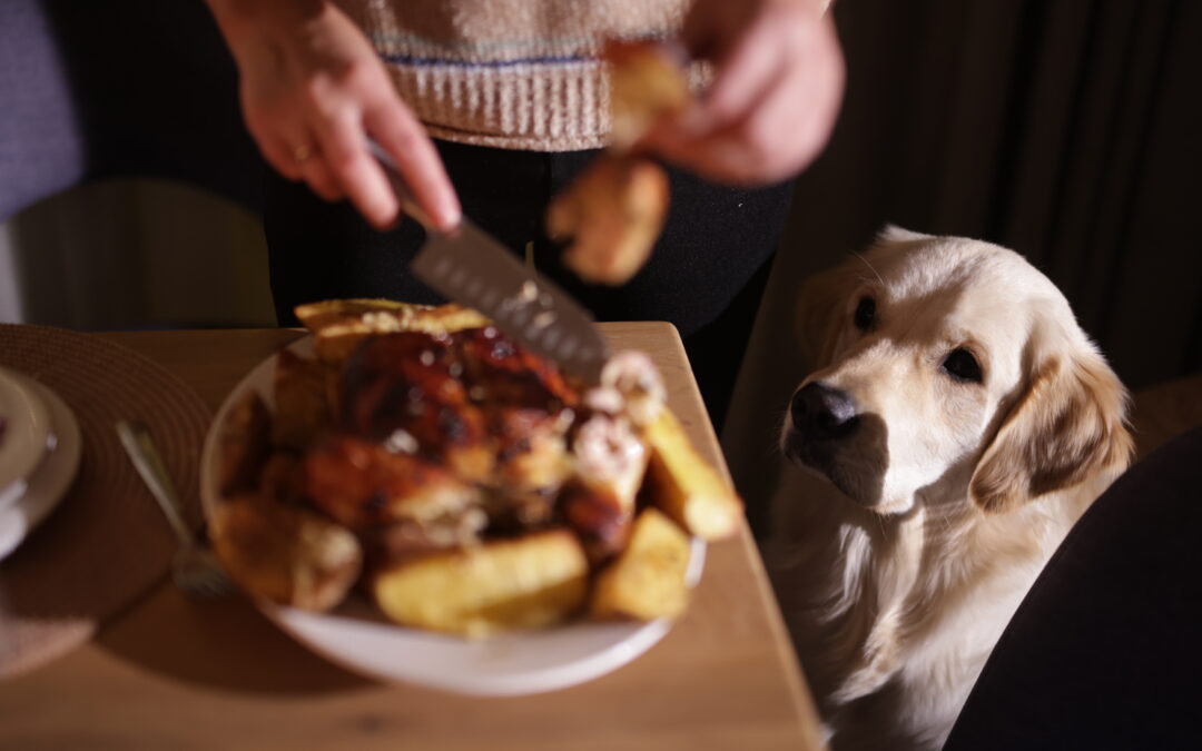 What Makes Canadian Pet Products the Best Fit for Health-Conscious Pet Parents