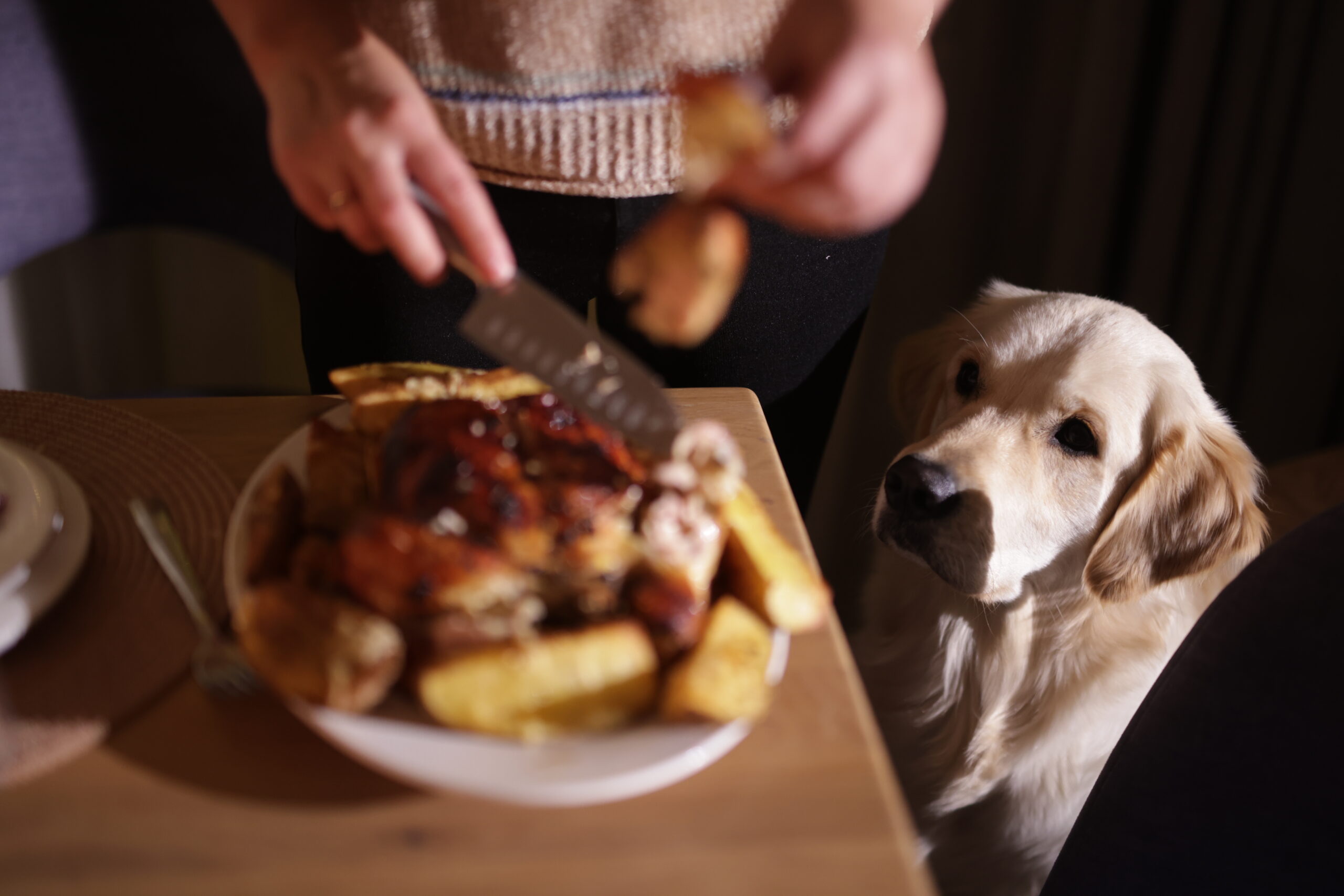A Golden Retriever attentively watches a woman carve roasted chicken and potatoes at a dinner table, highlighting a cozy and tempting moment.
