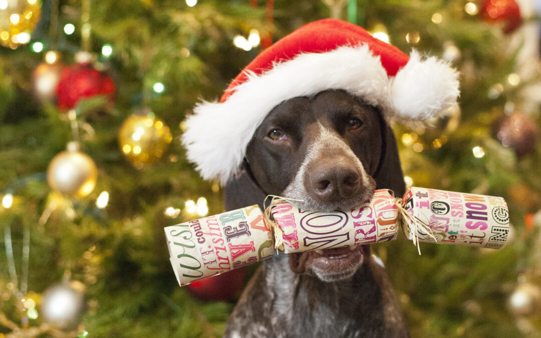 Pet Treat Labels, Decoded! Your Easy Canadian Guide