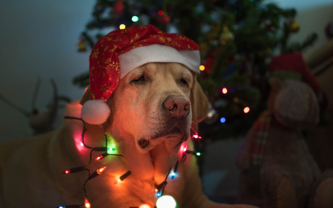 Why Local Canadian Pet Products Are the Smart, Healthy Choice for Your Pet