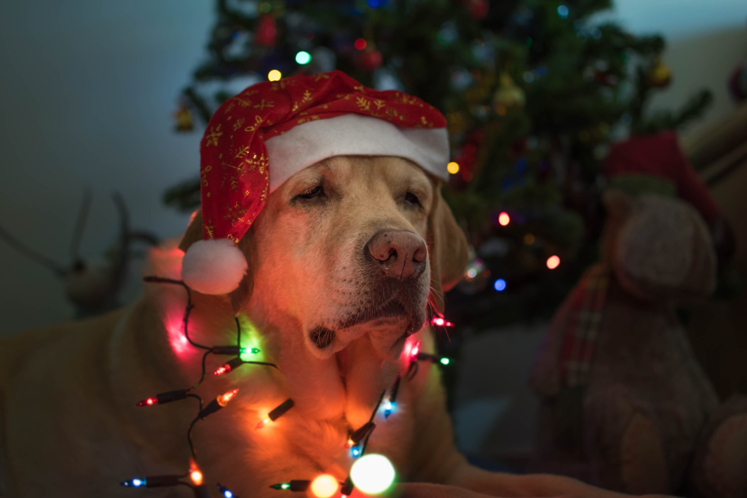Dog and Christmas