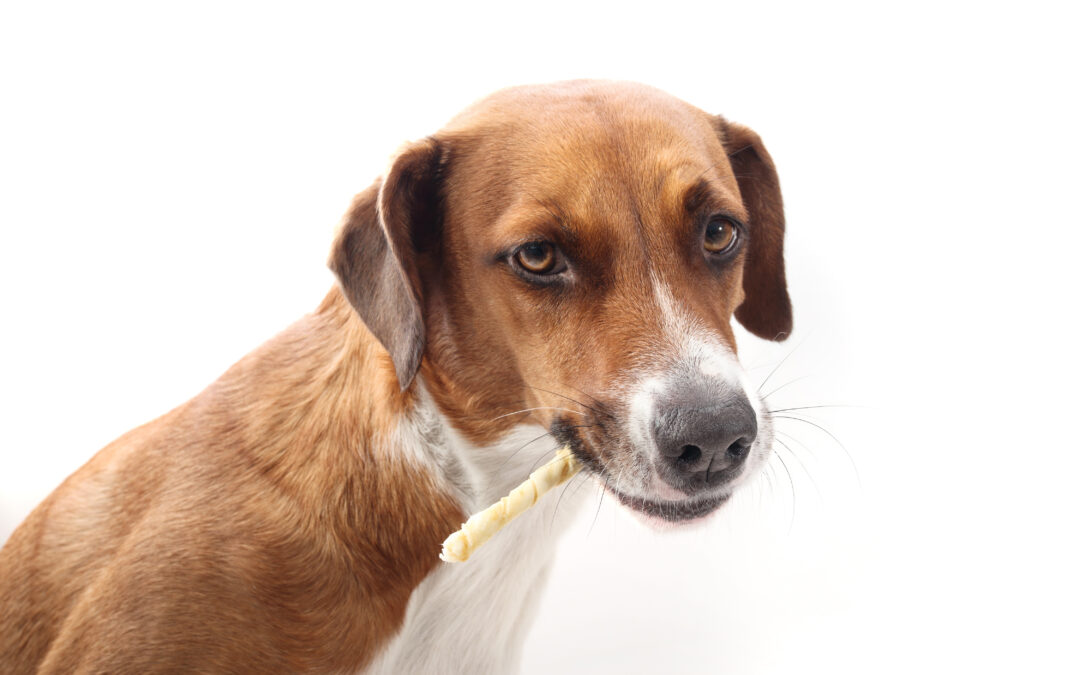 Long-Lasting Chews: Big Benefits for Dogs Who Love to Gnaw