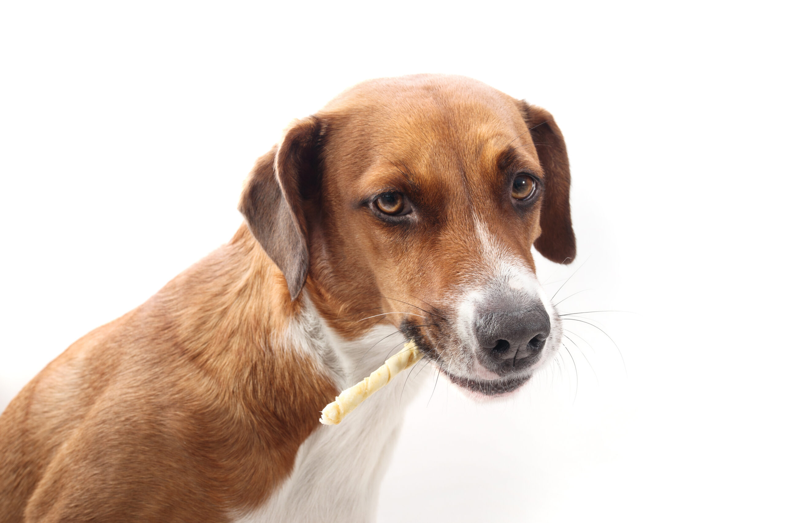 Dog with chew bone sticking out of mouth on white background.