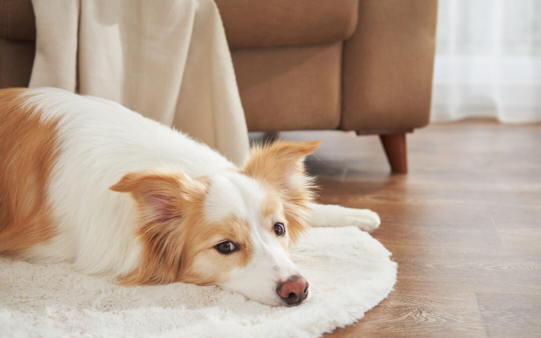 What to Look For in Premium Canadian Pet Products: Your Simple Shopper’s Checklist