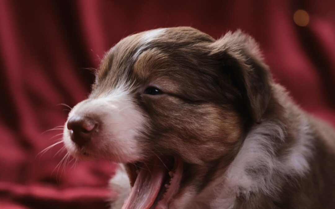 Why Local Canadian Pet Products Are the Best Fit for Health‑Conscious Pet Parents