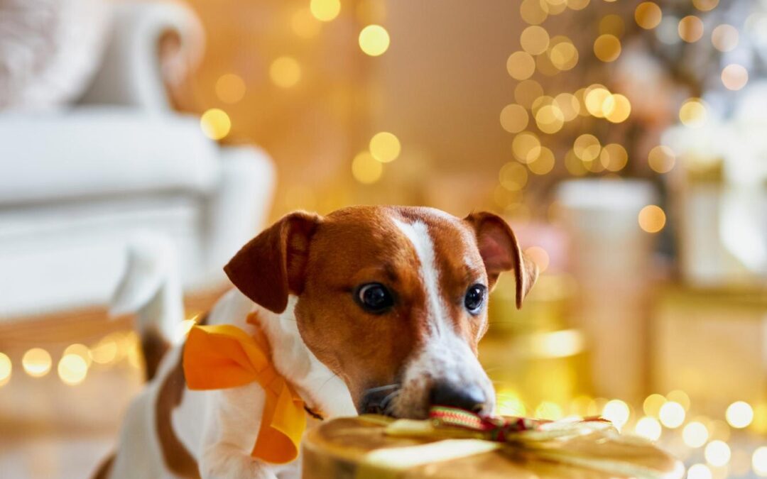 Chew On This: The Benefits of Long-Lasting Chews for Dogs Who Love to Gnaw