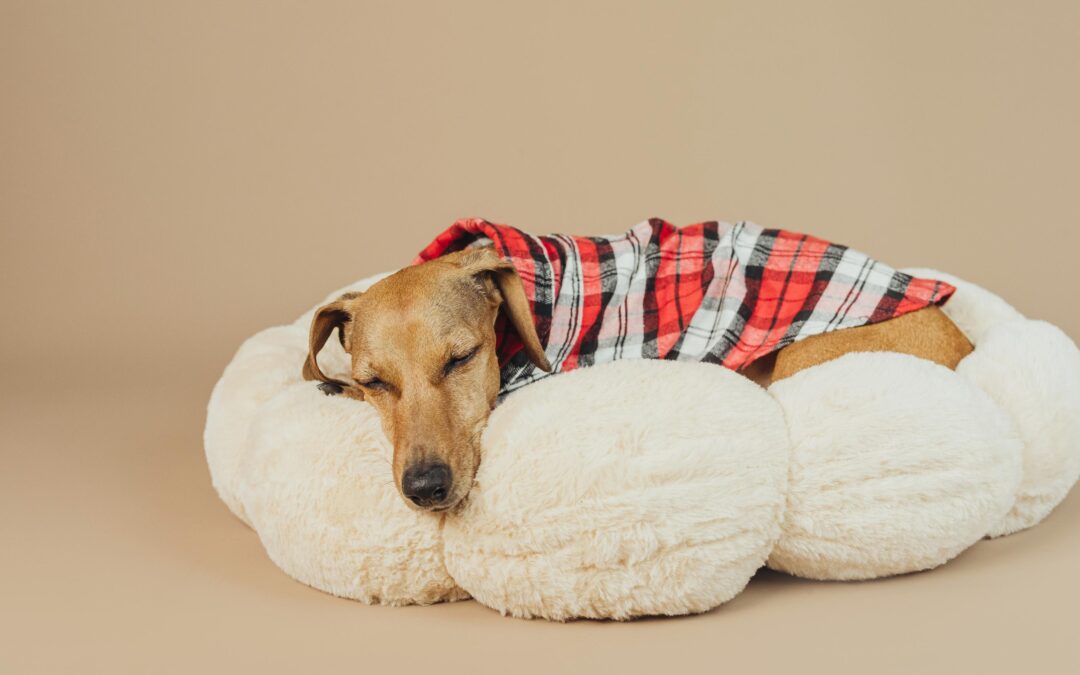 Why Canadian-Made Pet Products Are Worth a Closer Look