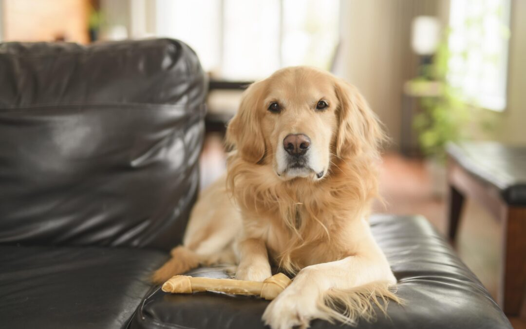 Best Natural Chews for Busy Dogs: Canadian Picks That Last!