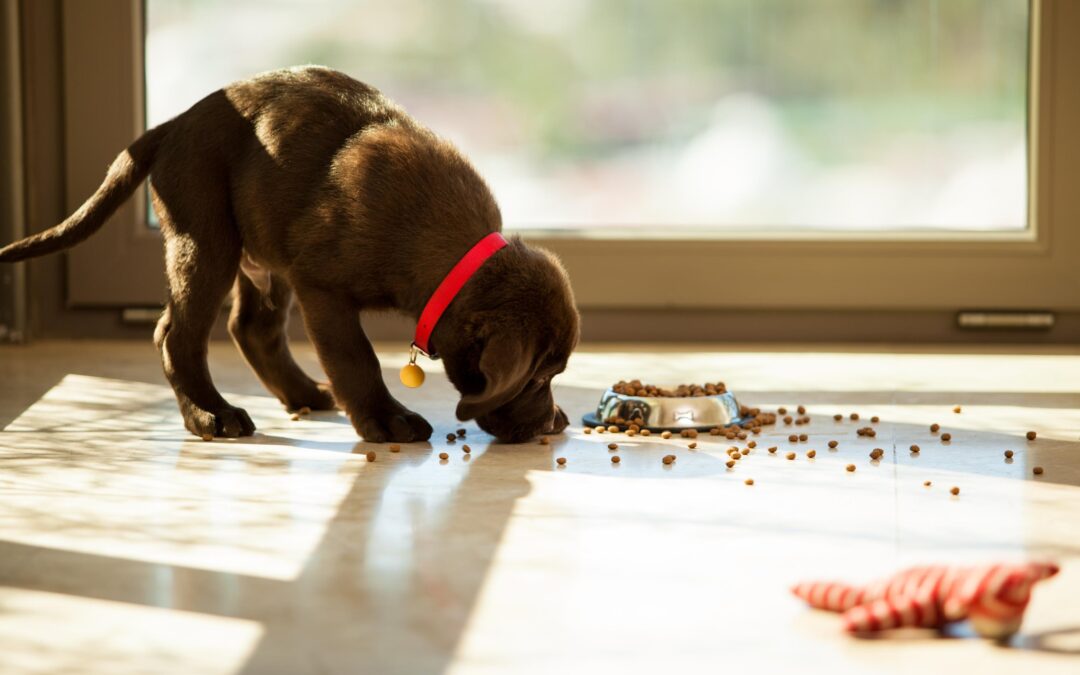 Single-Ingredient Dog Treats: Why They Matter for Everyday Feeding (Made-in-Canada Guide)