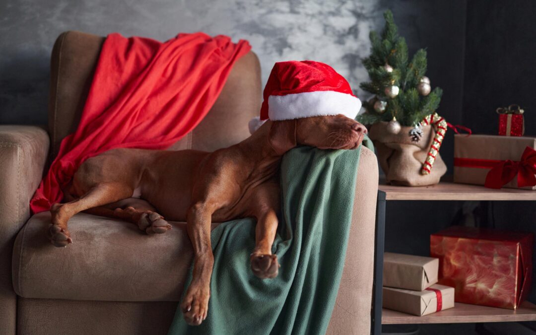 Healthy Pets, Proudly Canadian: The Benefits of Buying Local Pet Products