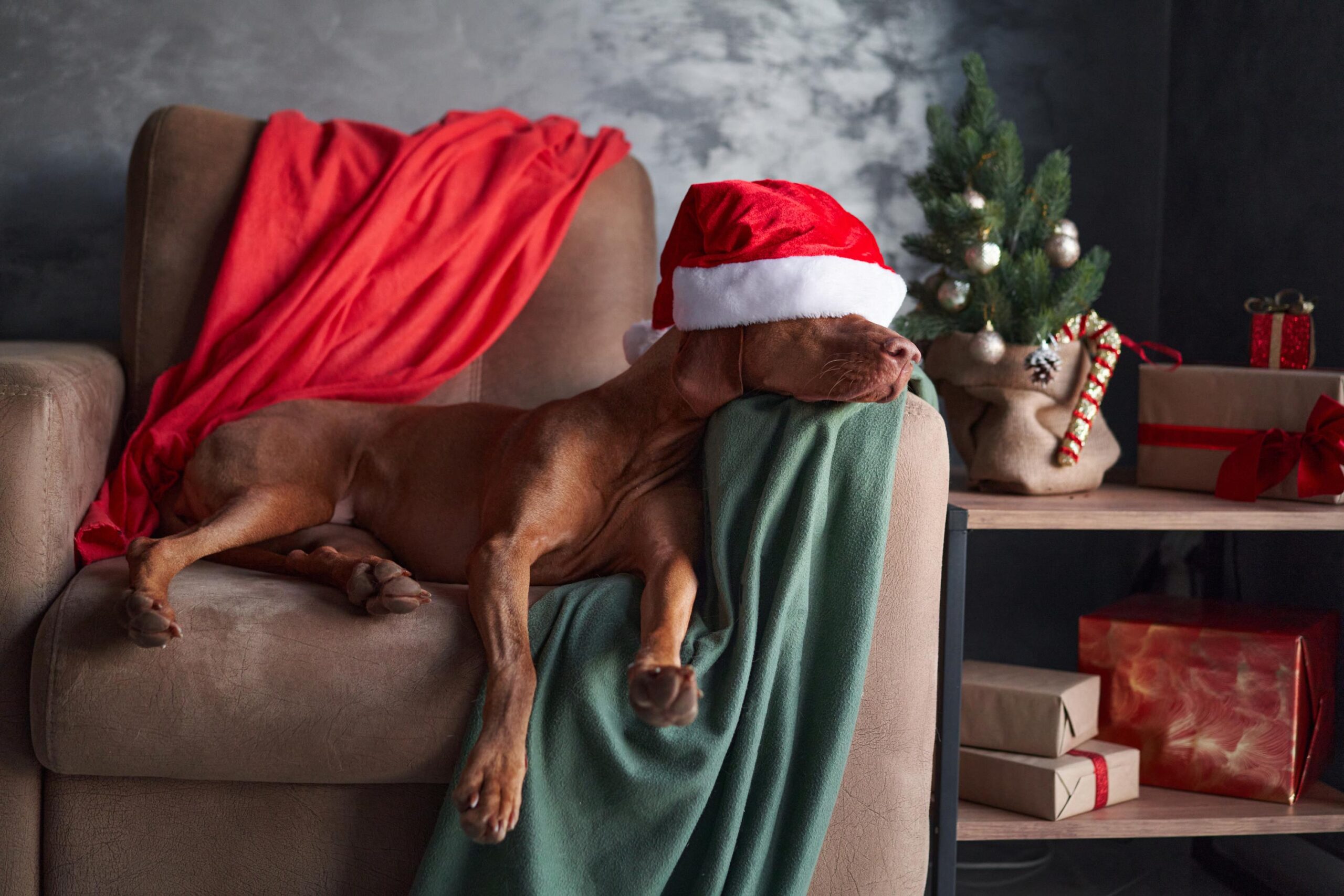 Poised and peaceful, a Vizsla dog wears a Santa hat, ready to celebrate
