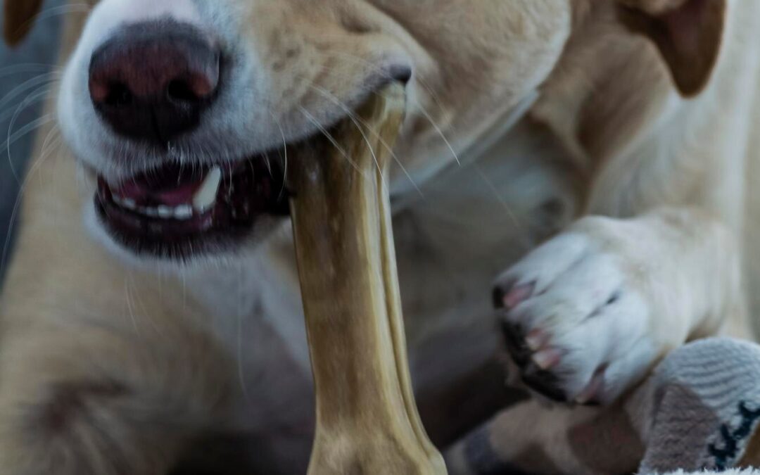 Why Long-Lasting Dog Chews Are a Practical Pick for Active Chewers (Canadian Choices You’ll Love!)