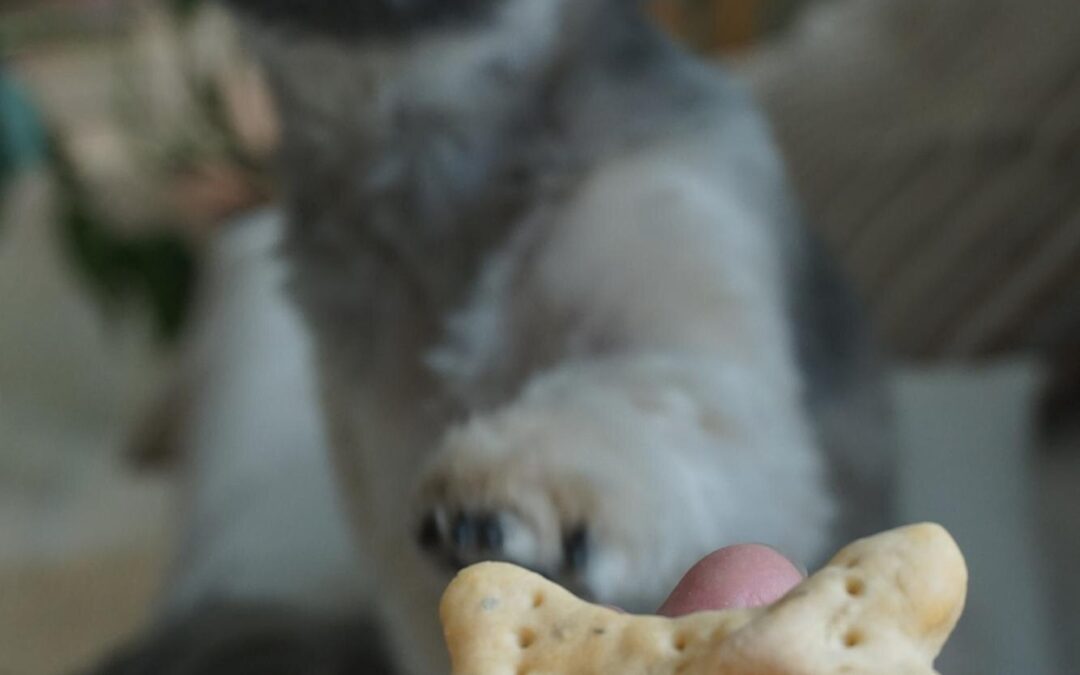 The Simple Treat Guide: Why Single-Ingredient Dog Treats Win (Proudly Canadian!)