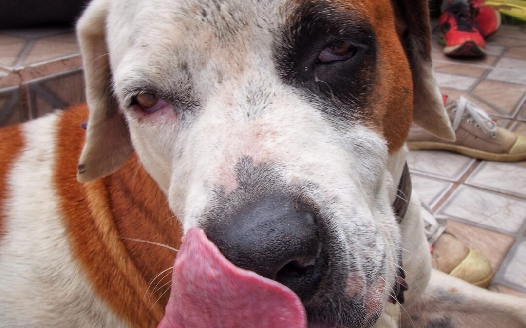 Why Long-Lasting Chews Are a Smart Choice for Busy Dogs (Proudly Canadian!)