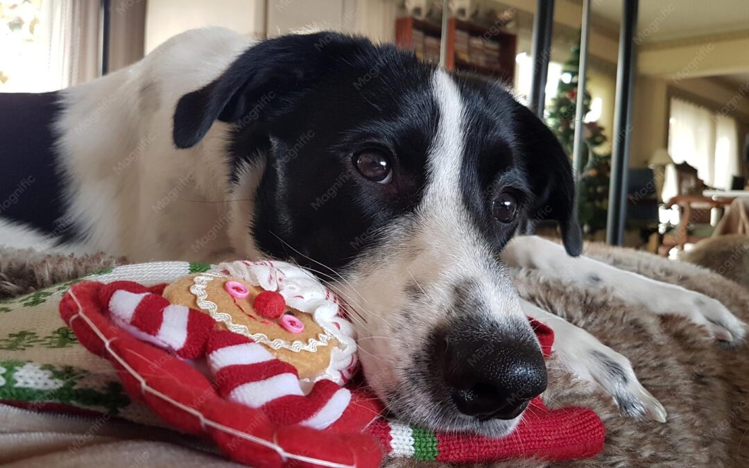 Busy dog? Long-lasting chews to the rescue—Canadian made!