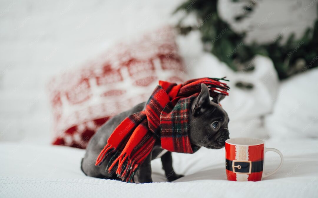 Support Local, Treat Local: The Benefits of Buying Canadian Pet Products for Dogs and Cats