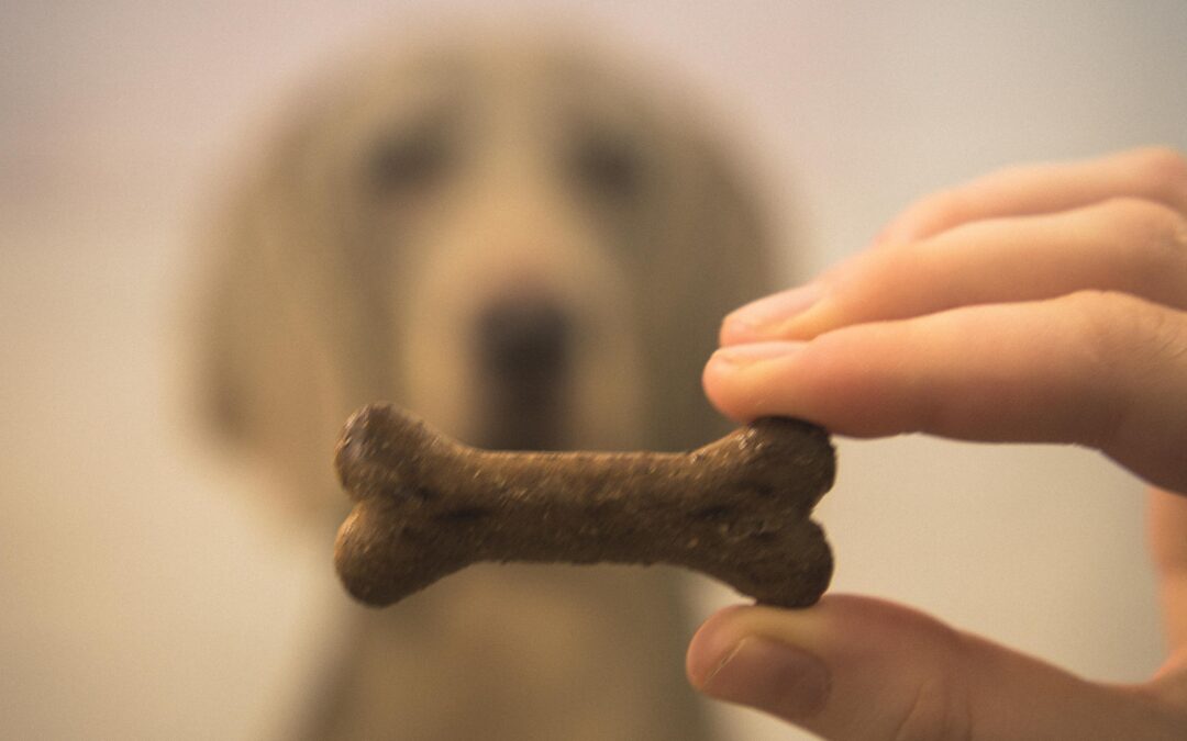 How to Choose Canadian-Made Dog Treats That Are Natural, Simple, and Worth Sharing