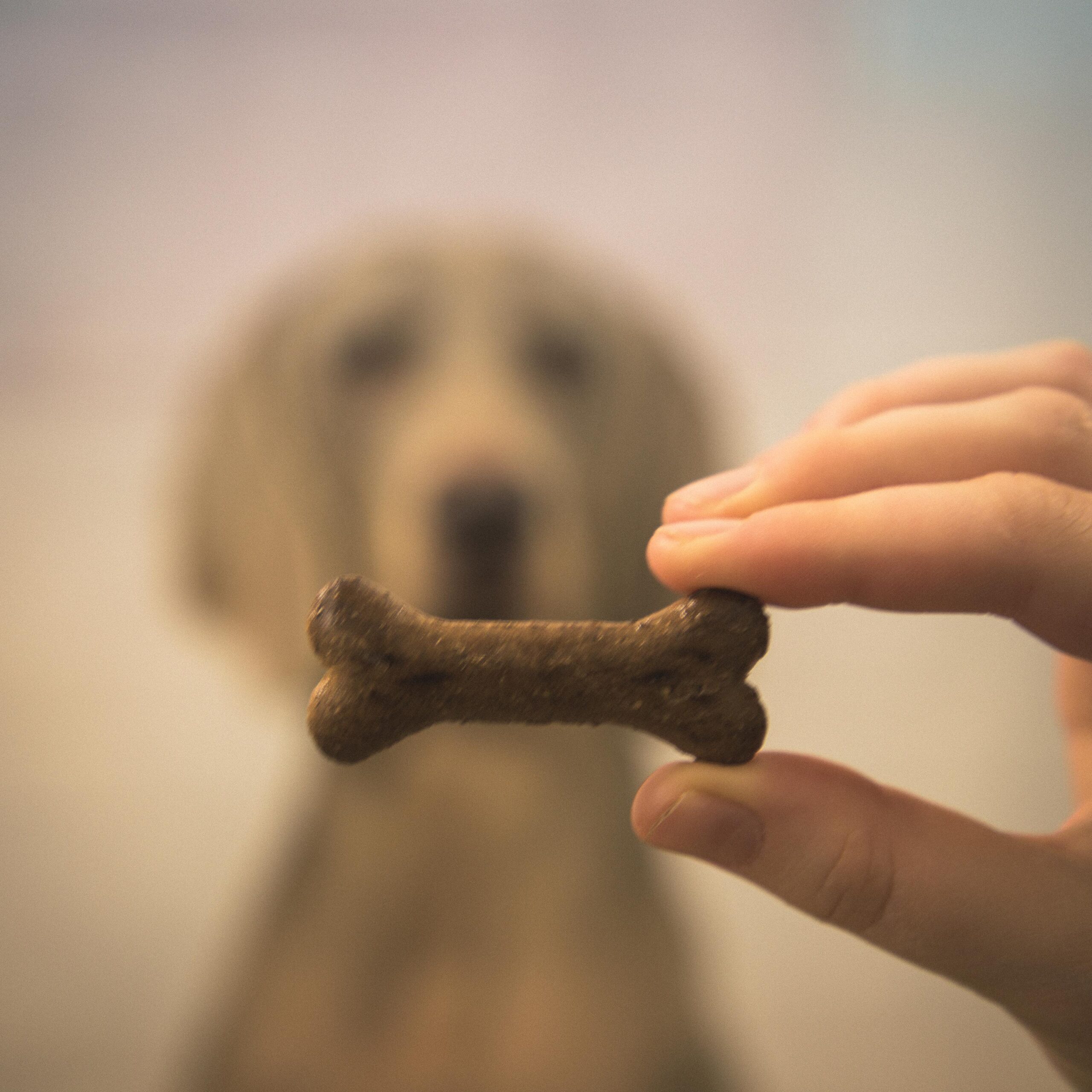 International Dog Biscuit Appreciation Day