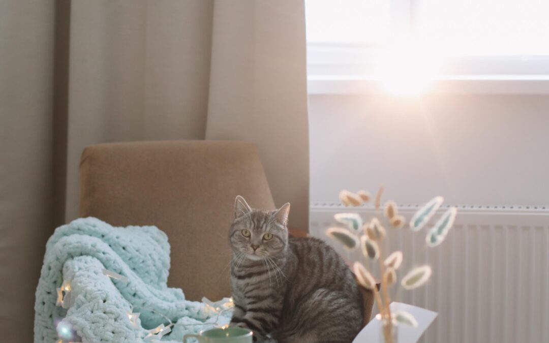 Buy Local, Treat Thoughtful: How Canadian-Made Pet Products Create Healthier Routines for Dogs and Cats
