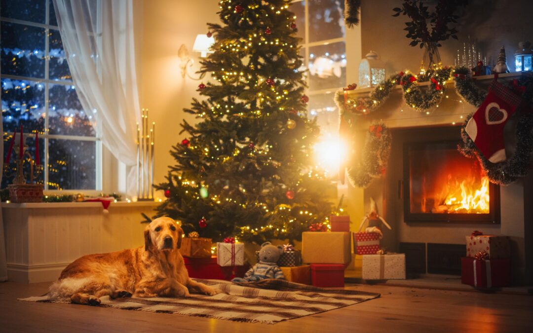 Buy Local, Love Deeper: How Canadian-Made Pet Products Make Everyday Care More Thoughtful
