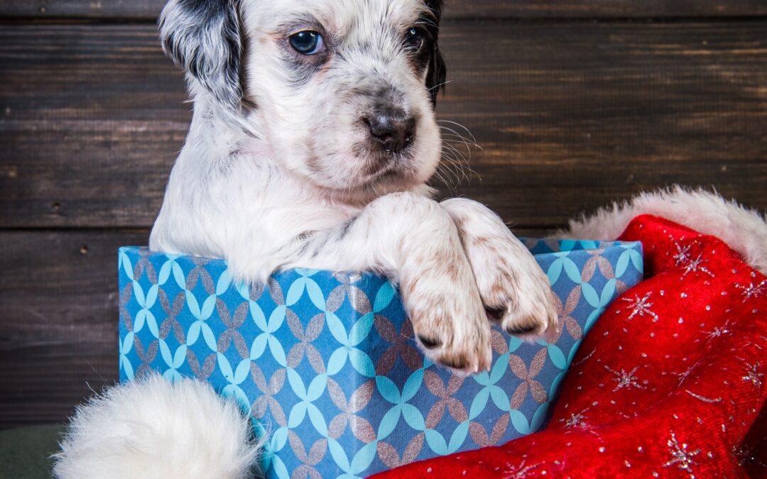 Your Premium Pet Product Checklist: Quality First, Proudly Canadian