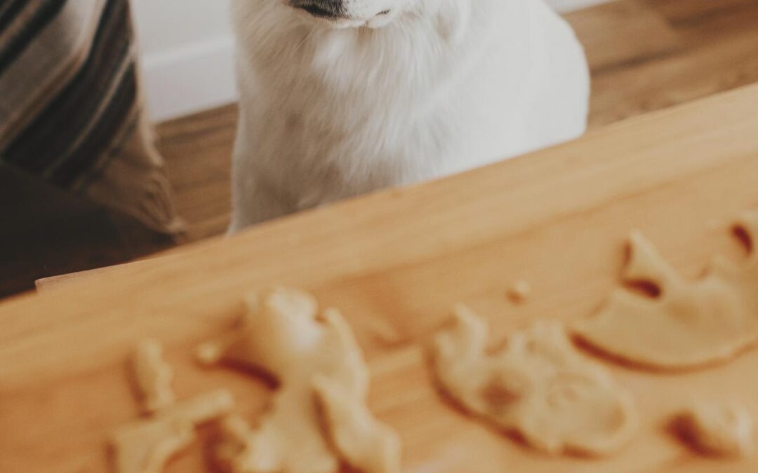 Long-Lasting Dog Chews: A Practical Guide for Busy Dogs and Mindful Canadian Pet Parents