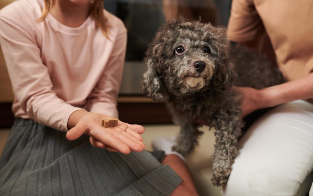The Canadian Guide to Long-Lasting Dog Chews: Pick the Right Chew for Your Dog’s Routine
