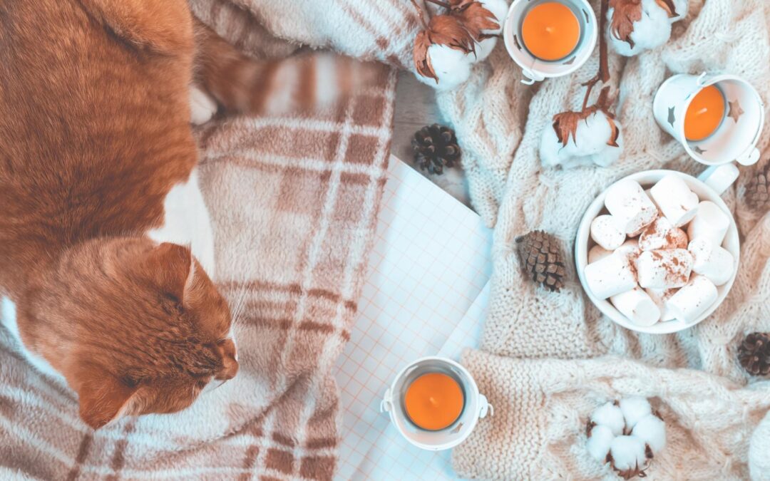 What Makes a Premium Canadian Pet Product Worth Choosing for Your Dog or Cat