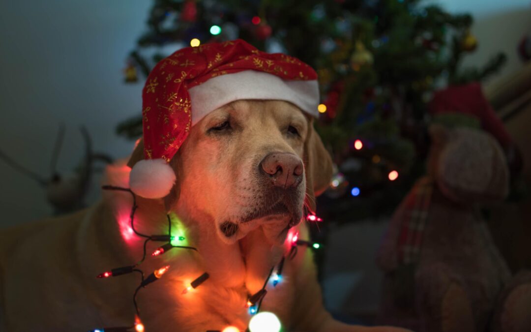 Long-Lasting Dog Chews: How to Pick the Perfect Match for Your Dog’s Routine (The Canadian Way!)