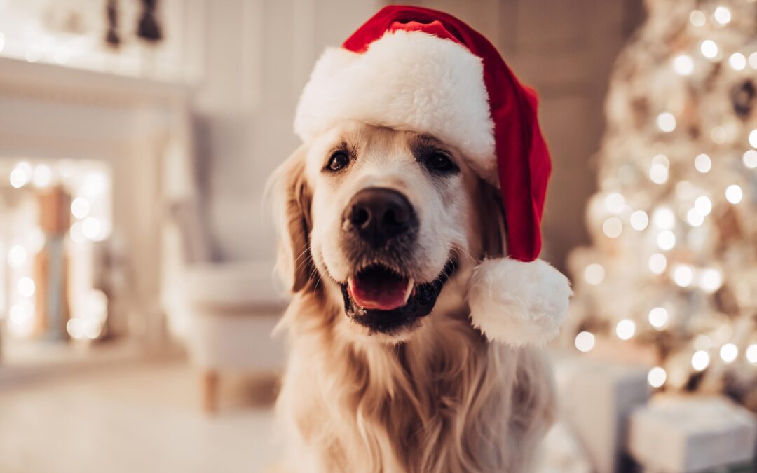 What to Look For in Premium Pet Products When Quality Matters Most